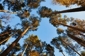 tall pine trees, view from the bottom up