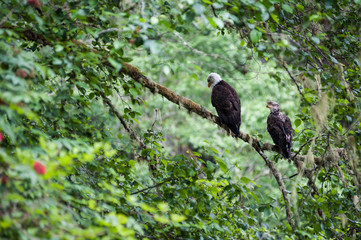 Golden Eagle male and female