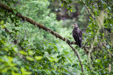Golden Eagle female