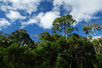 Fototapeta premium Arbres du Parc national d'Andasibe-Mantadia, Madagascar