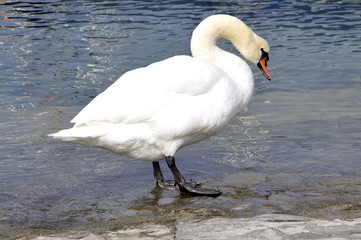 Naklejka premium Cygne