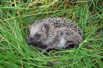 igel, (erinaceus europaeus)
