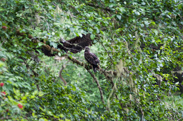 meeting of Golden Eagle male and female on a tree