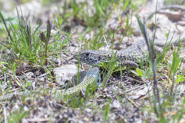 Lacerta schreiberi. Female and male iberian emerald lizard. Reptile endemic of Iberian Peninsula -Spain and Portugal-. Male has his head blue.