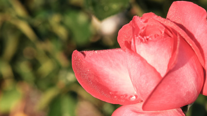 Obraz premium Rose & Rosé