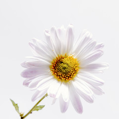 delicate flowers pink chrysanthemum on white background