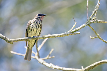Streaked flycatcher on a branch in the forest
