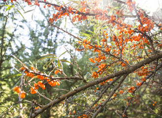 Seabuckthorn plant branches full with fruits
