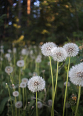 Beautiful dandelions against dark background