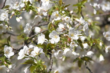 Fototapeta premium 桜