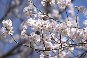 Obraz premium 桜