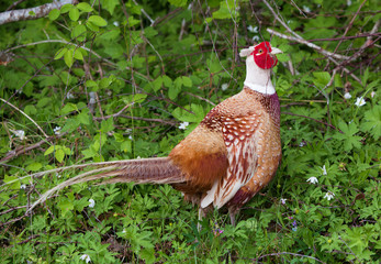 Common pheasant