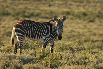 Naklejka premium Mountain Zebra, Equus zebra, Karoo National Park, South Africa