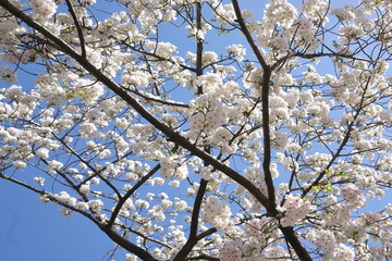 Obraz premium 桜