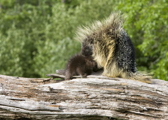 Porcupine mom and baby