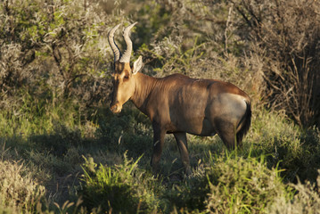 Red Hartebeest, Alcelaphus buselaphus, antelope, adult, South Africa