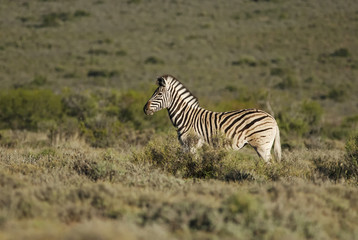 Obraz na płótnie Canvas Burchell's Zebra, Equus quagga burchellii, Karoo National Park, South Africa