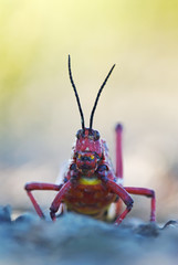 Common Milkweed Locust, Phymateus morbillosus, Karoo National Park, South Africa
