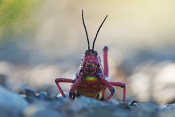 Common Milkweed Locust, Phymateus morbillosus, Karoo National Park, South Africa