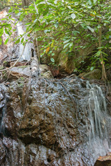 tropical jungles