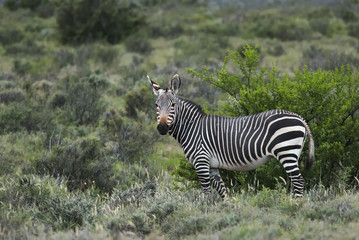 Obraz premium Mountain Zebra, Equus zebra, Karoo National Park, South Africa