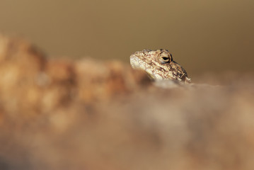 Southern Rock Agama, Agama atra atra, Augrabies Falls National Park, South Africa