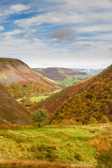 Fototapeta na wymiar Autumn Fall scene, grass and Trees, Wales, United Kingdom.