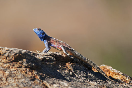 Southern Rock Agama, Agama atra atra, Augrabies Falls National Park, South Africa