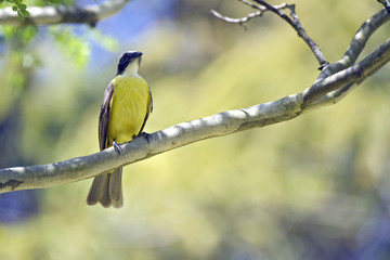 Bird social flycatcher on branch in the forest