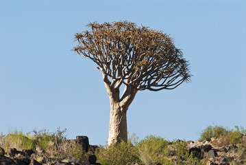 Quiver Tree, Aloe dichotoma, Augrabies Falls National Park, South Africa
