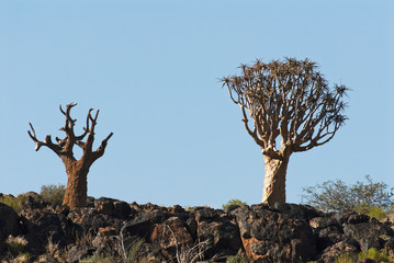 Quiver Tree, Aloe dichotoma, Augrabies Falls National Park, South Africa

