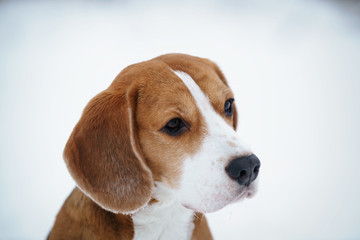 cute beagle dog outdoor portrait in winter