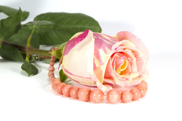 Bud of a gentle rose and coral beads