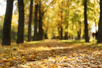 autumn town alley with golden fall trees and fallen leaves