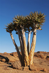 Quiver Tree, Aloe dichotoma, Augrabies Falls National Park, South Africa
