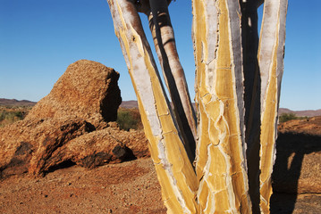 Quiver Tree, Aloe dichotoma, Augrabies Falls National Park, South Africa
