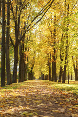 autumn town alley with golden fall trees and fallen leaves