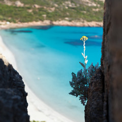 Plage De Roccapina Corse France Buy This Stock Photo And