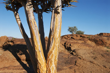 Quiver Tree, Aloe dichotoma, Augrabies Falls National Park, South Africa
