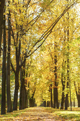 autumn town alley with golden fall trees and fallen leaves