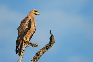 Tawny Eagle, Aquila rapax, Kruger National Park, South Africa