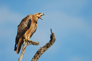 Tawny Eagle, Aquila rapax, Kruger National Park, South Africa