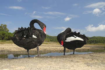 Obraz premium Two black swans Cygnus astratus