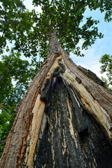 vertical photo of an old tree