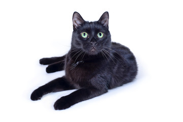 Black cat lying isolated on white background