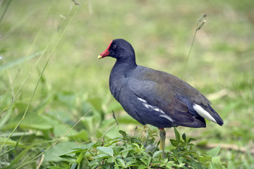 Fototapeta premium Moorhen resting on the grass