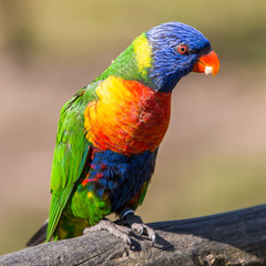 Allfarblori (Trichoglossus haematodus) 