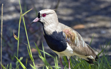 Southern lapwing by the lake