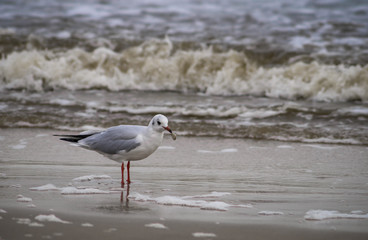 Möwe mit Muschel