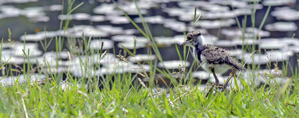 Cub of Southern lapwing